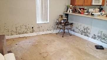 Remove Mold from House